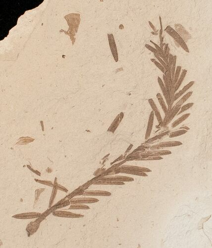 Metasequoia (Dawn Redwood) Fossil - Montana #16260